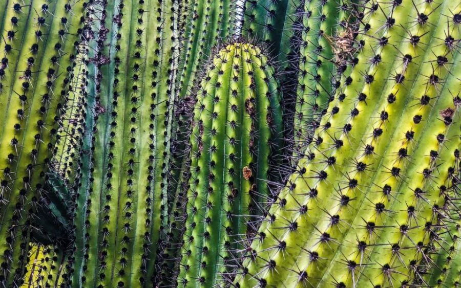 Half-Day Bicycle Tour by Baja California Desert - Good To Know