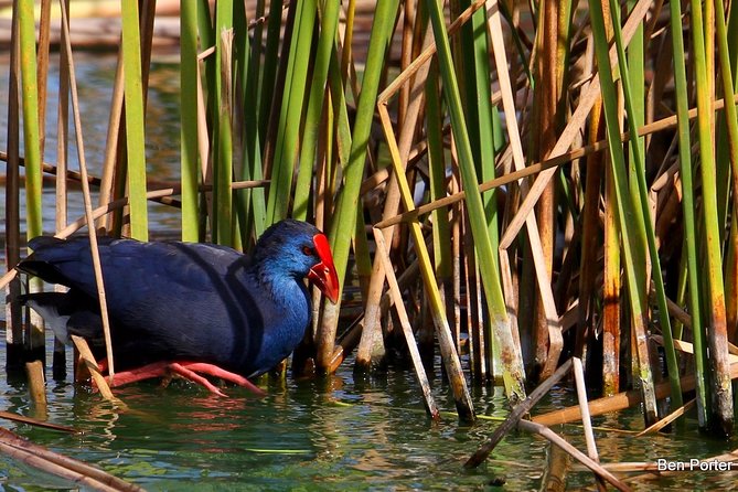Half-Day Birdwatching Around Faro - Good To Know