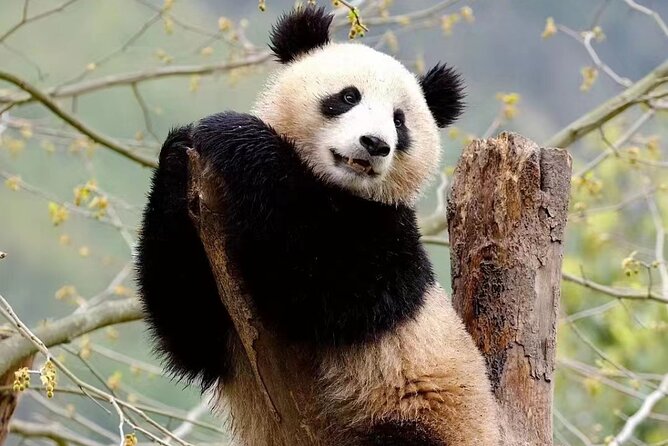 Half-Day Chengdu Panda Research Base Private Tour