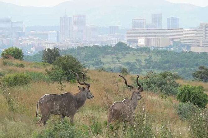 Half Day E-Biking With Wildlife Watching in Pretoria - Good To Know
