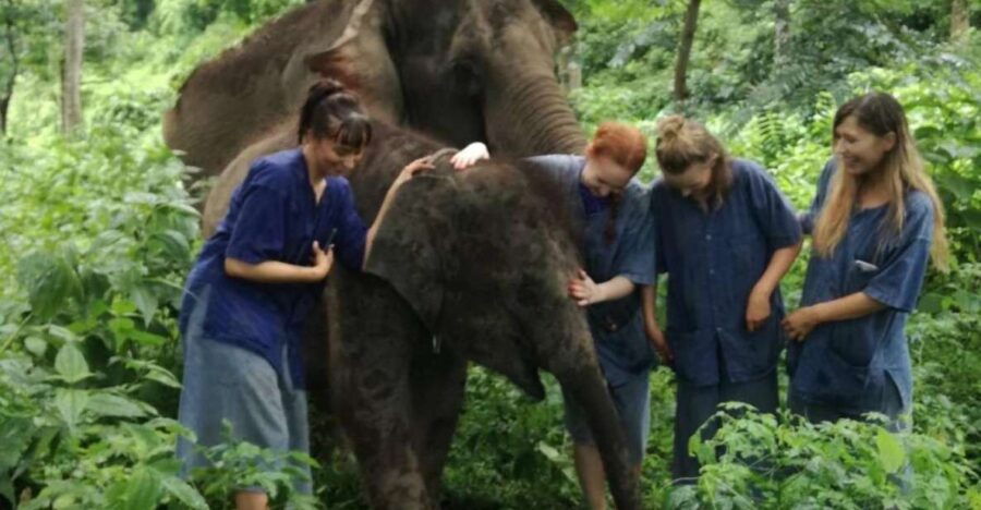 Half Day Elephant Care - Good To Know