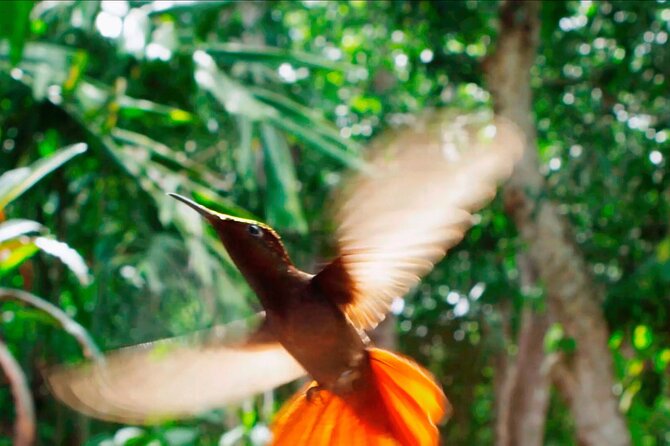 Half-Day Group Tour to Tobago Caribbean Coast