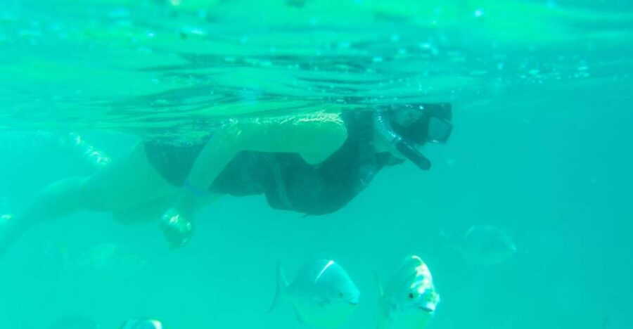 Half Day Guided Snorkel Tour in Los Cabos - Good To Know