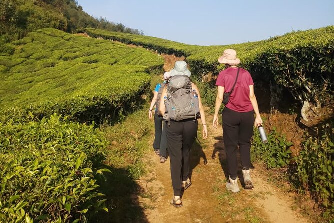 Half Day Hiking in Munnar Trekking Tour