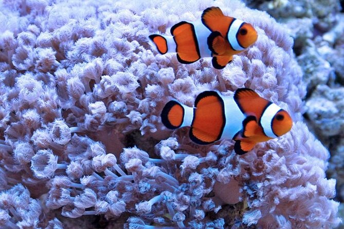 Half-Day Hurghada Glass Boat and Snorkel Tour (Feb ) - Tour Overview