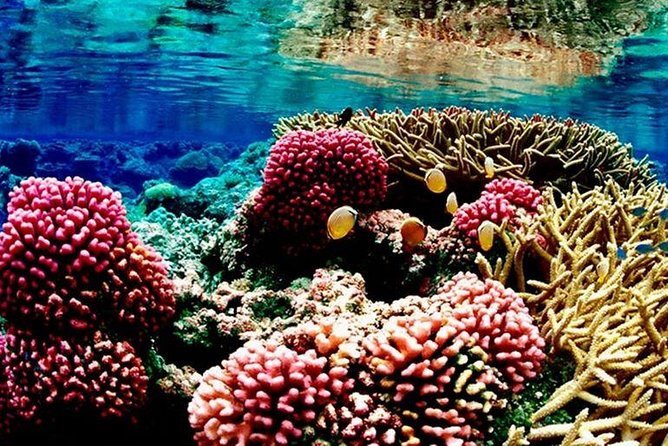 Half Day Hurghada Submarine Excrusion - Tour Details