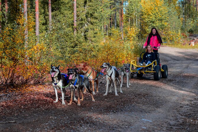 Half Day Husky Wheel Sled in Finland - Rovaniemi - Whats Included