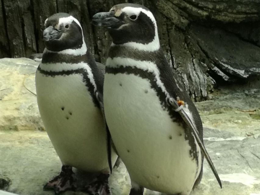 Half Day in Lisbon With Boat Trip & Oceanarium Private Tour - Good To Know