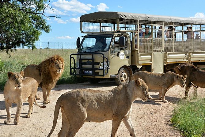 Half Day Lion Park Tour From Johannesburg or Pretoria - Good To Know