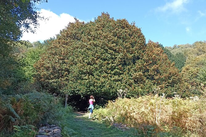 Half-day Madonie Hike to Piano Pomos Giant Hollies - Good To Know