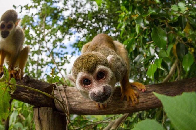 Half Day Monkeyland Private Tour From Punta Cana
