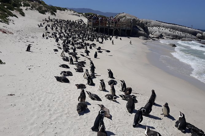 Half Day Penguins at Boulders Beach Small Group Fees Included - Good To Know