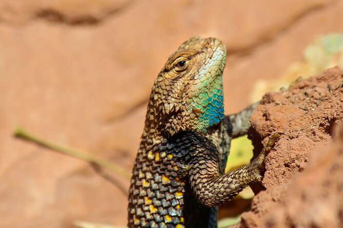 Half-Day Private Reptile Hunting in The Sonoran Desert - Overview and Logistics