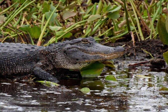 Half Day Private Swamp Experience in Louisiana