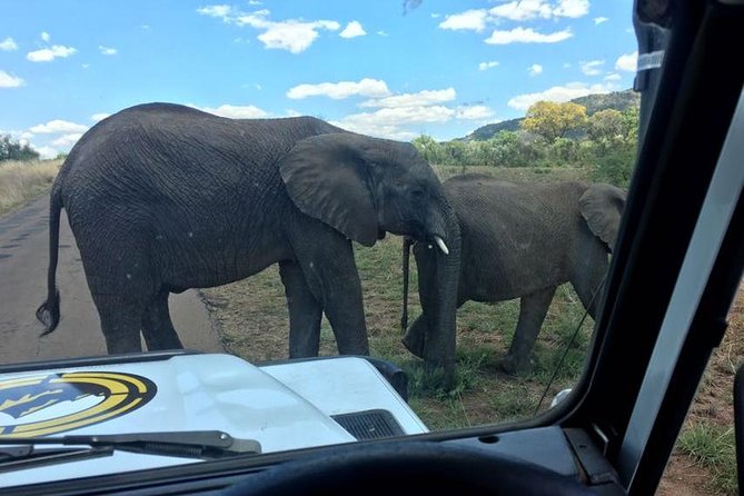 Half Day Safari From Johannesburg