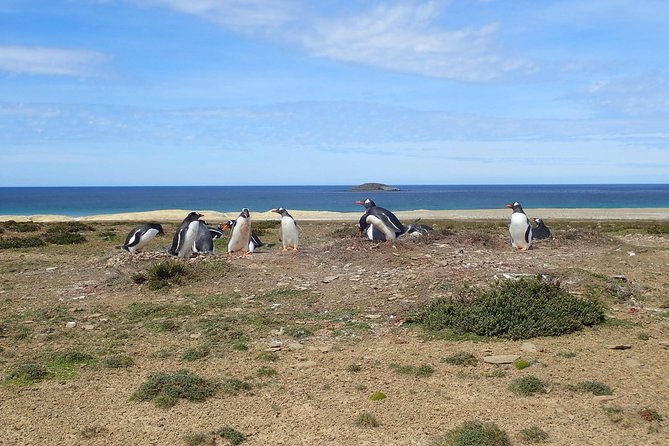 Half-Day Small-Group Penguin-Watching Tour, Falkland Islands - Good To Know