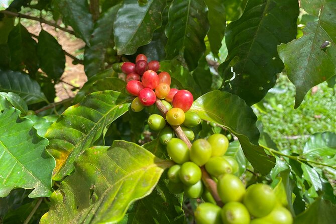 Half-Day Spice Guided Tour Chocolate Coffee and Vanilla Farm