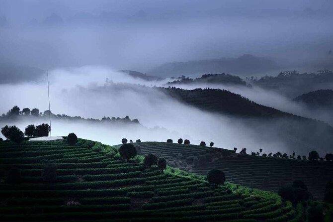 Half-day Tour: Largest Tea Plantation & Amazing Xianggong Hill - Good To Know