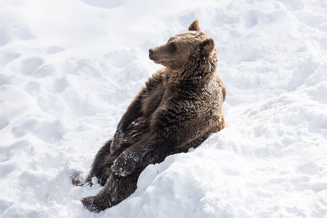 Half-Day Trip to Ranua Wildlife Park From Rovaniemi - Good To Know