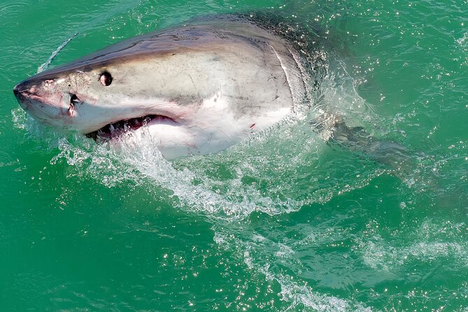 Half-Day White Shark Cage Diving From Gansbaai - Half-Day Trip Details