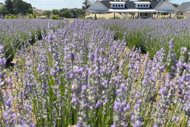 Half-day Wine and Olive Oil Tasting and Lavender Farm Tour - Good To Know