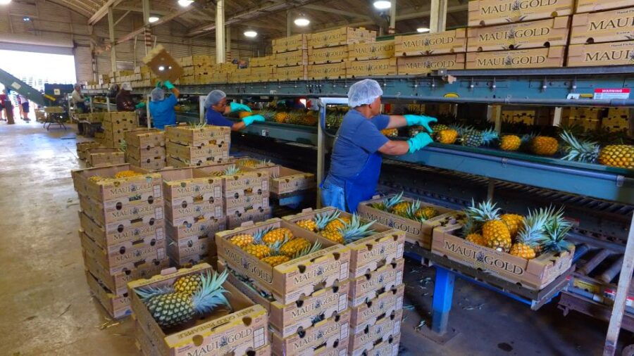 Hali'imaile: Pineapple Farm Tour - Good To Know