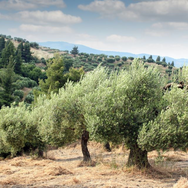 Halkidiki’s Hidden Gems: Private Day Trip