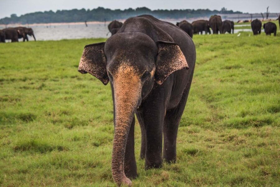 Hambantota: Udawalawe Safari & Elephant Orphanage Tour - Activity Details