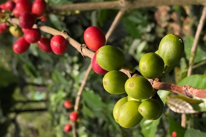 Hands-On Tour to Coffee Plantation From Bogota Option Basic