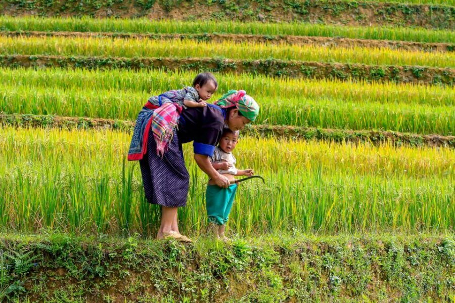 Hanoi: 3-Day Sapa Trek With Homestay - Good To Know