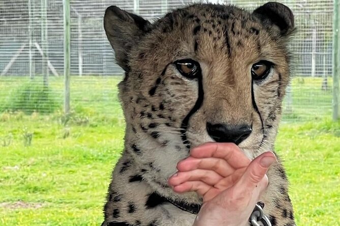 Helicopter, Boat Cruise, Big 5 Safari and Winelands Scenic Experience in 4 Days. - Good To Know