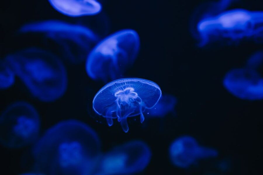 Heraklion Area: CRETAquarium Admission Ticket - Good To Know