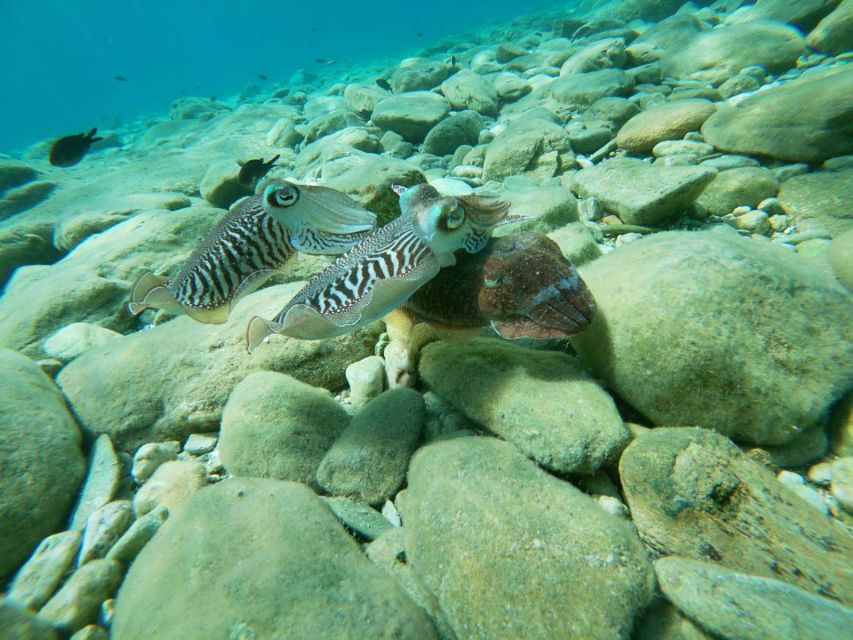 Heraklion: Beginner-Friendly Snorkeling Trip - Good To Know