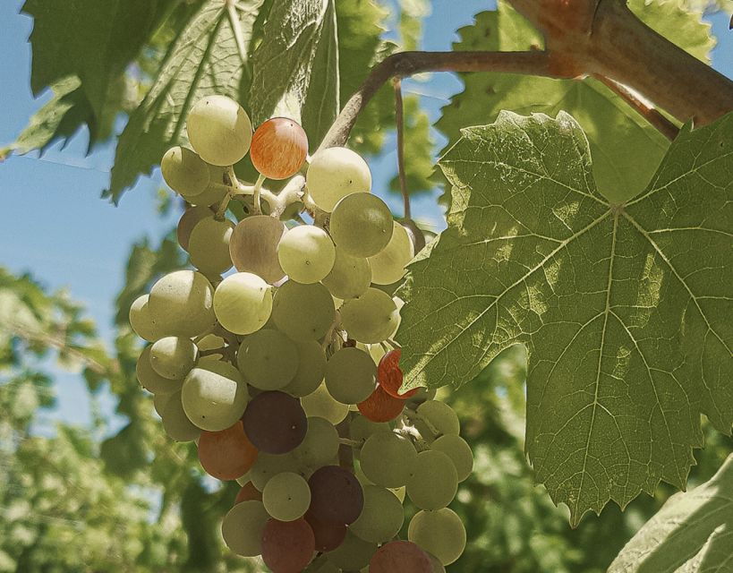 Heraklion Wine Country Tour - Good To Know