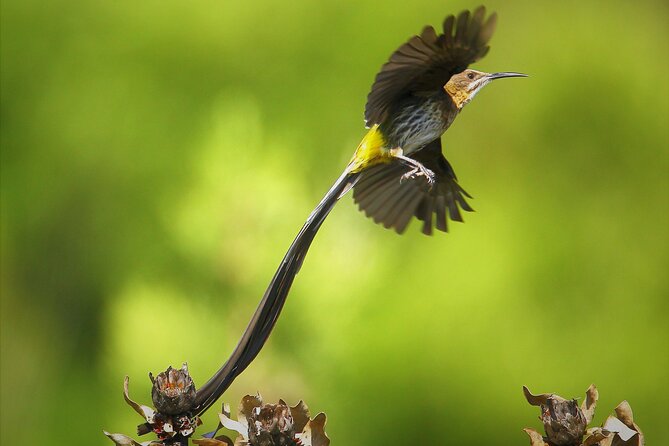 Hermanus & Overberg Birding