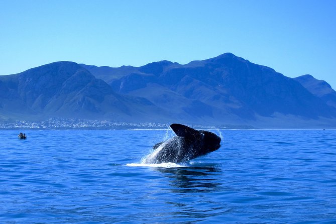 Hermanus Whale Coast Wine Tour - Good To Know