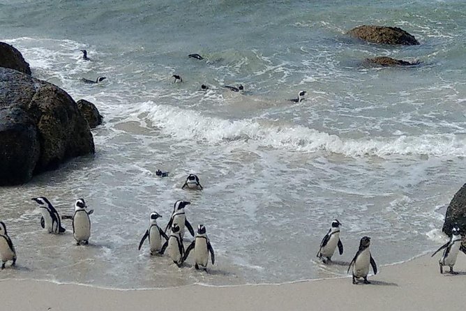 Hermanus Whale Watching and Stony Point Penguins Full Day Tour