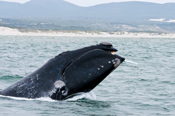 Hermanus Whale Watching Boat Trip With Shared Transfers From Cape Town