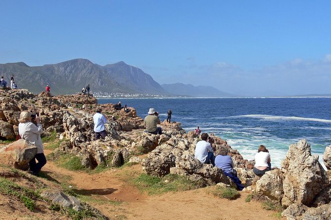 Hermanus Whale Watching Day Trip From Cape Town