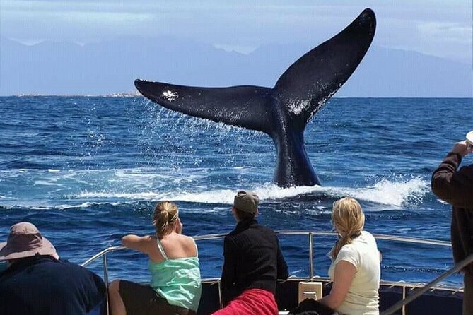 Hermanus Whale Watching From Cape Town - Good To Know