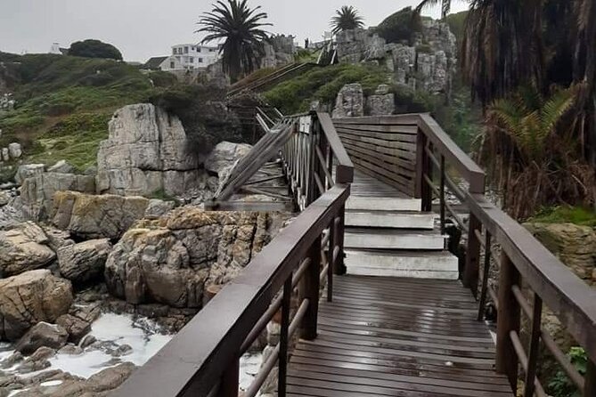 Hermanus Whale Watching Shared Tour From Cape Town - Good To Know