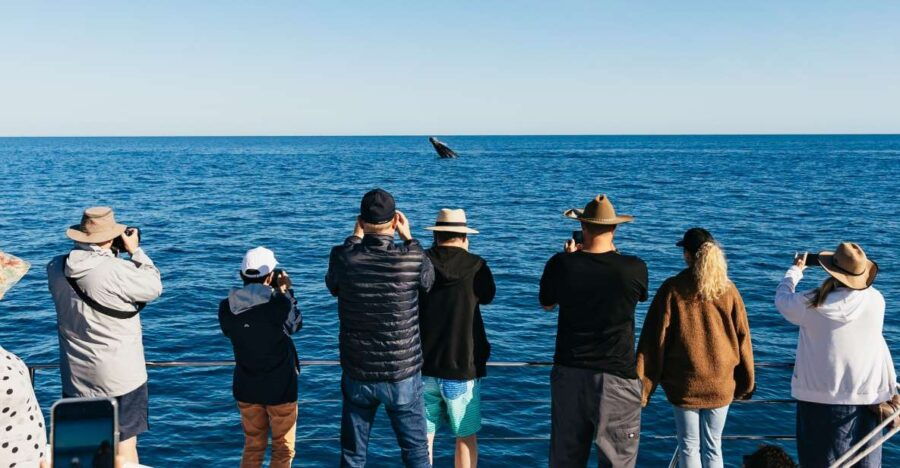 Hervey Bay: Exclusive Whale Watch Encounter - Good To Know