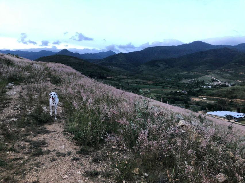 Hidden Hiking Trails With Dogs at the Sierra Norte Monutains - Good To Know