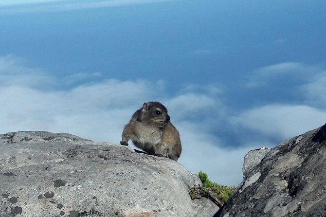 Hike Table Mountain via Kasteels Poort Morning Tour - Inclusions