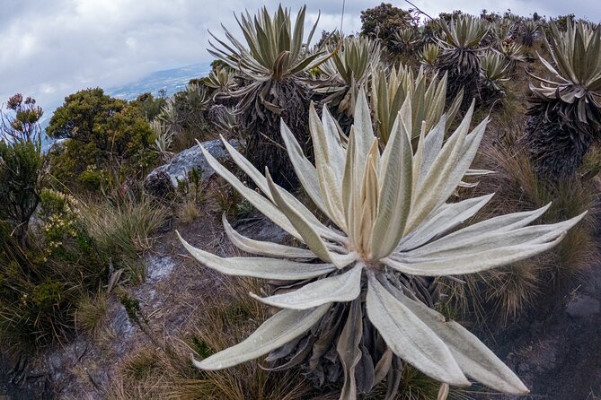 Hiking Chingaza Páramo, Siecha Lagoons - Good To Know