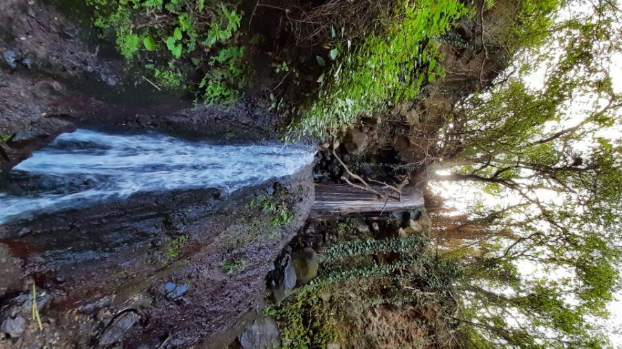Hiking in the Rainforest by 2 Native Guides