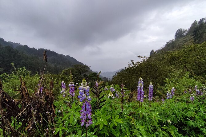 Hiking Mountains and Magical Forests - Good To Know