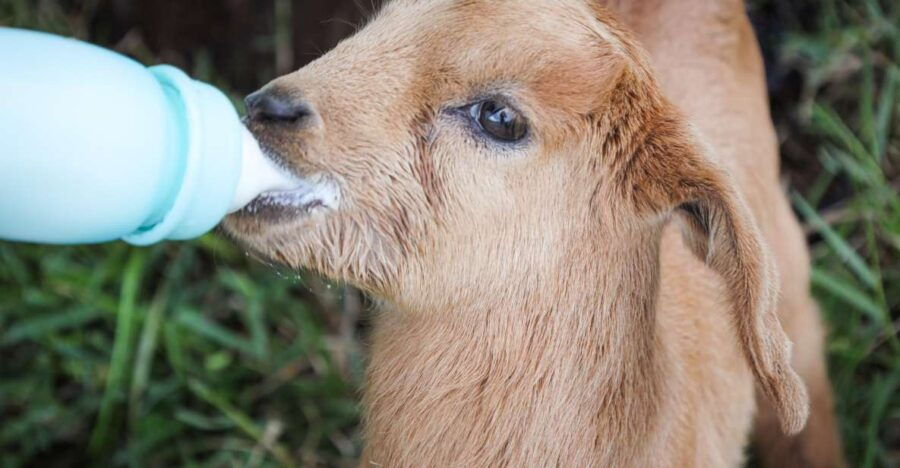 Hilo: Bottle Feed & Cuddle Baby Goats