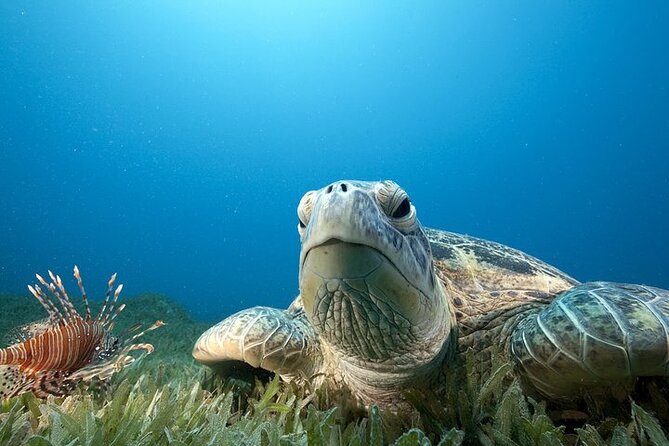 Hilos Remote Tropical Reef 2 Tank Boat Dive
