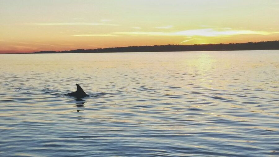 Hilton Head Island: Dolphin Watching 3-Course Dinner Cruise - Good To Know
